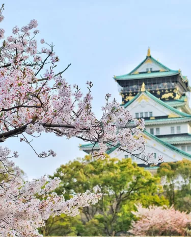 Château Osaka Cerisier Japon